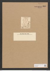 Surirella gracilis Schm. (de-Toni-Nr.: Genus 53, Species 2407) Zeichnungen Sammlung Grunow Nr. 4811 (NHMW-BOT-W0372965)